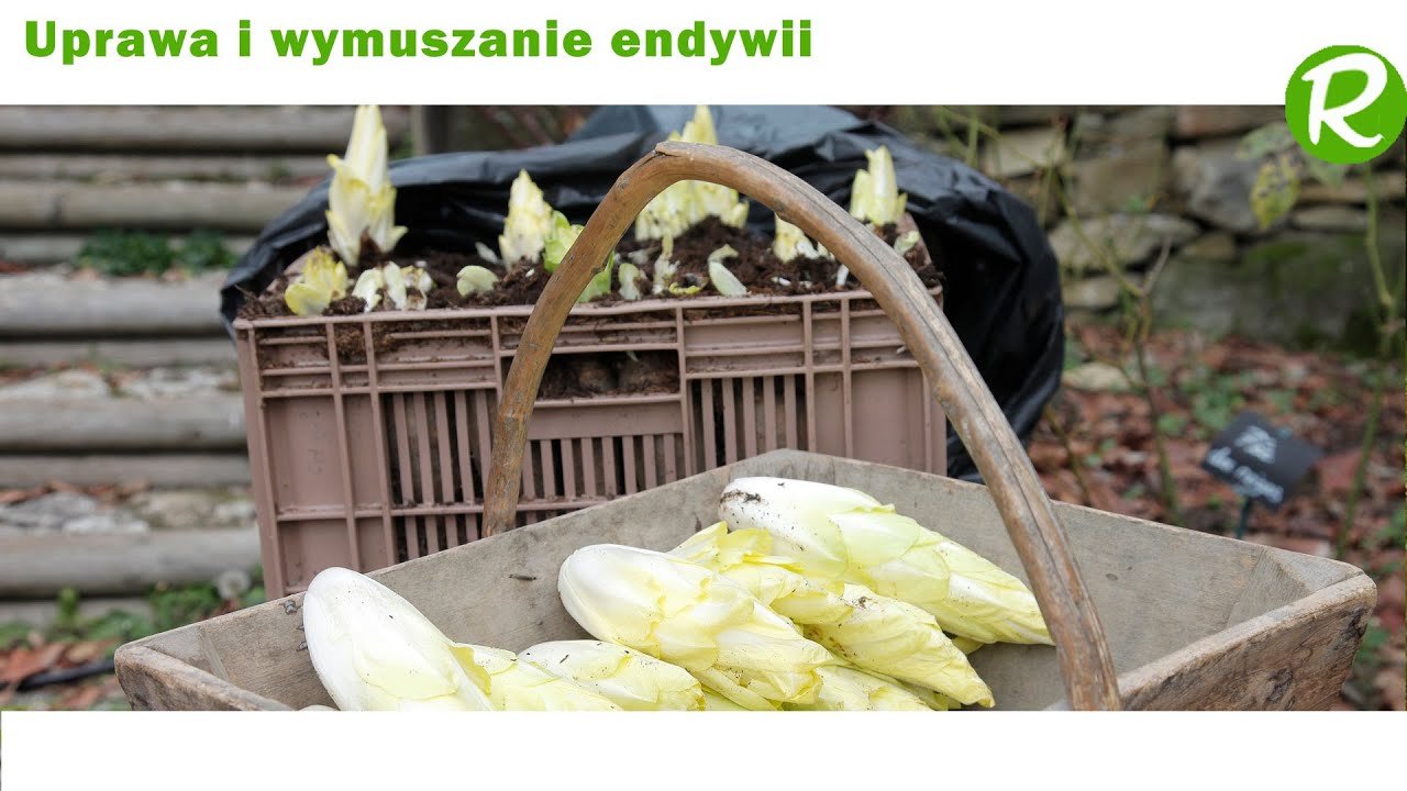 Jak wymusić cykorię