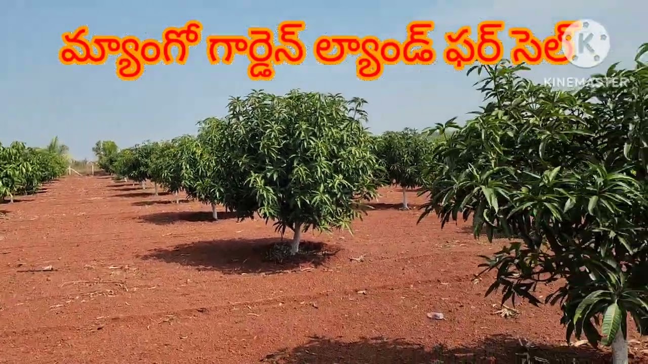 # agriculture# land# for# sale# Mango 