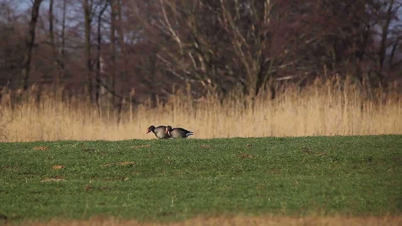 Gęś gęgawa,Greylag Goose (Anser anser)