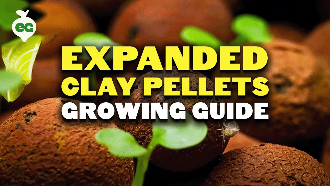 Expanded Clay Pellets (Hydroton) Growing Guide