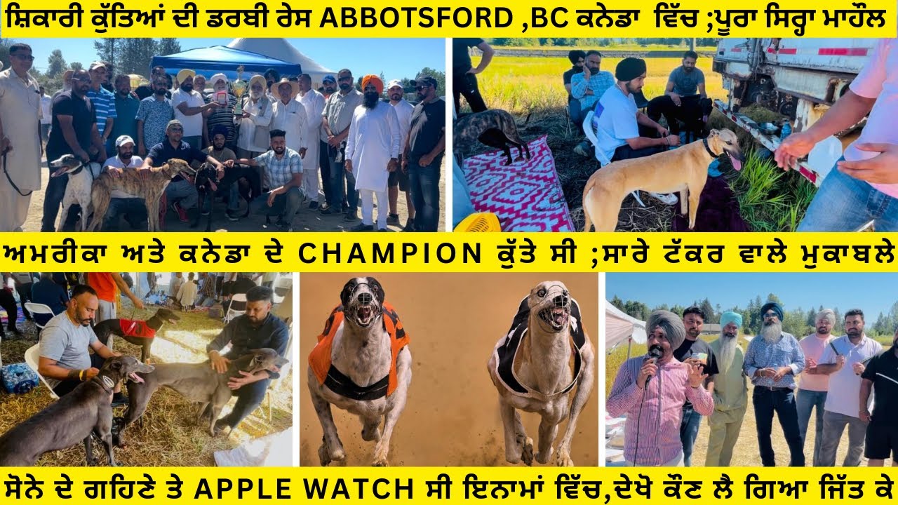 GREYHOUND DOG DERBY RACES AT ABBOTSFORD,CANADA |TRACK CHASING COMPETITION |