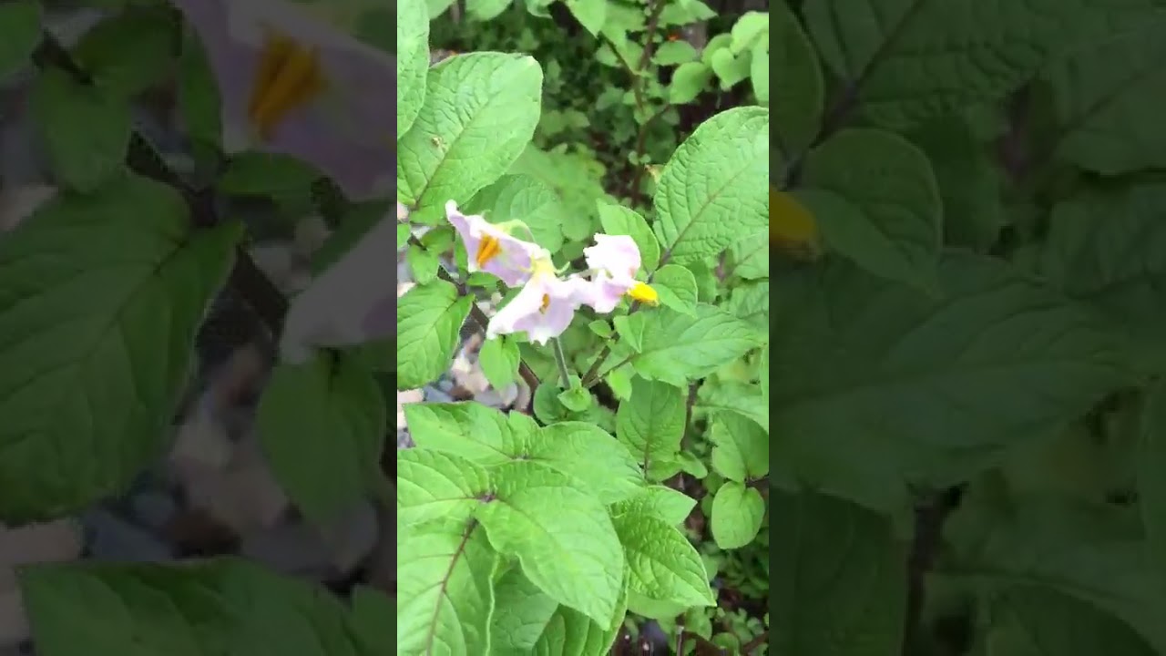 French Fingerlings Potato Plant
