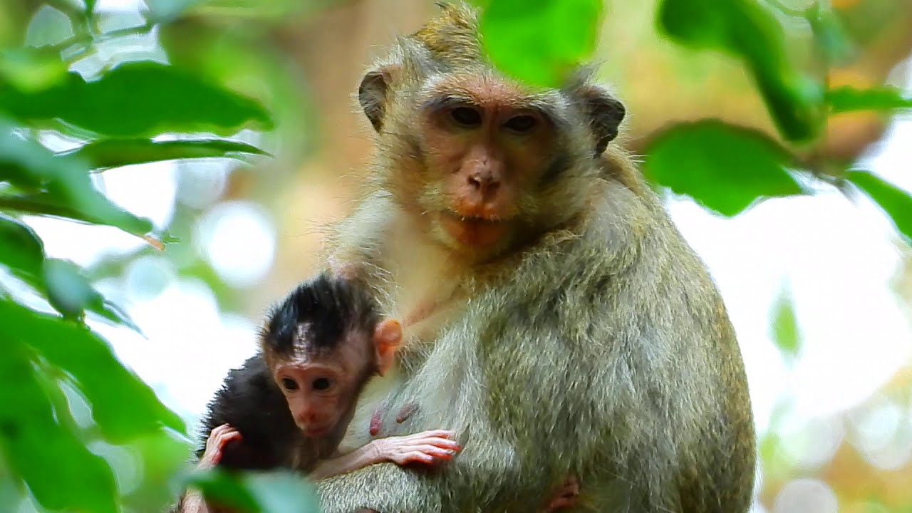 Baby Calvin Feels Nervous to Nurse Like His Sister Celine