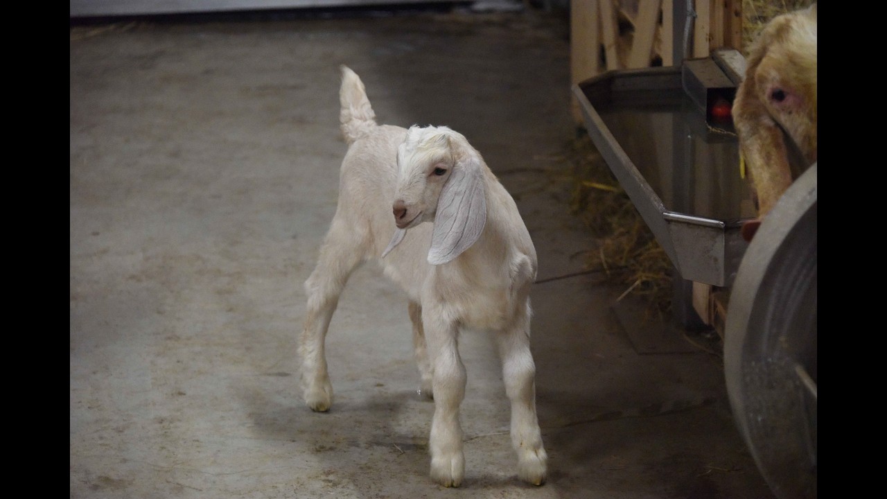 Angel Valley Farm LIVE 🐐 Baby goats Nacho Storm, Agate’s son, Capuchino & Late’s babies grow so fast