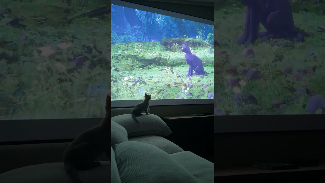 Kino watching Flow
