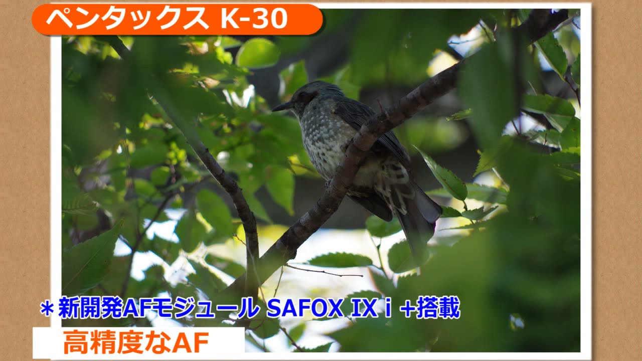 ペンタックス K-30(カメラのキタムラ動画_Pentax)