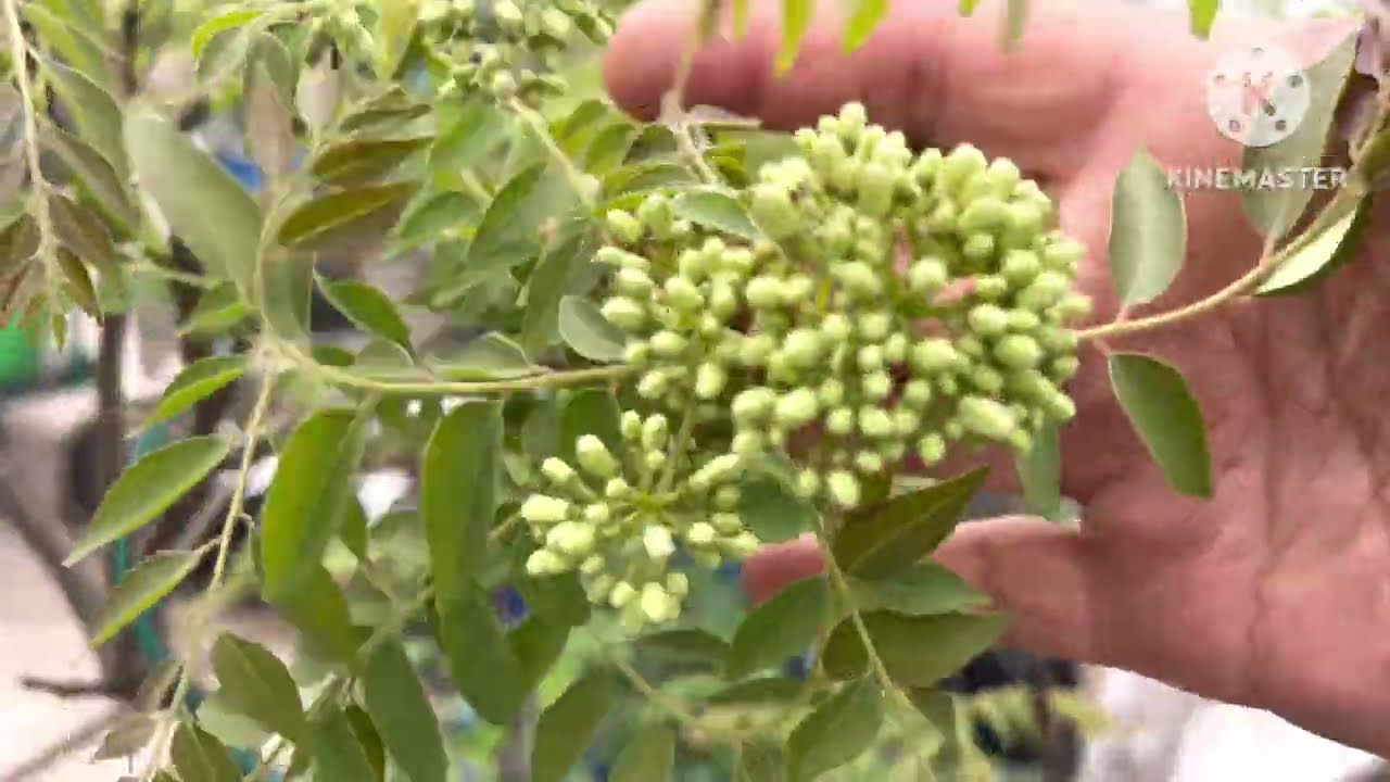 March mein curry patta plant me kare ye kaam growth achhi hogs #organicterracegardening 
