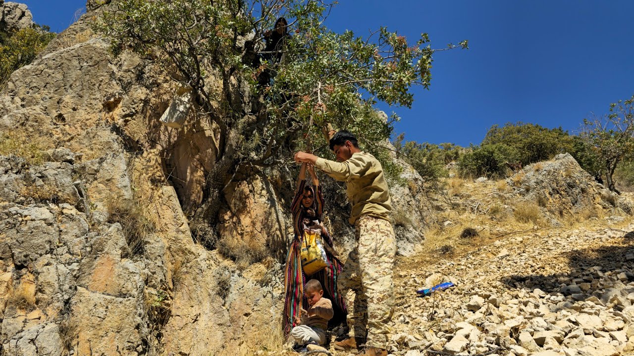 IRAN nomadic life | Harvesting mountain pistachios by the Nader family | Nomadic lifestyle of Iran