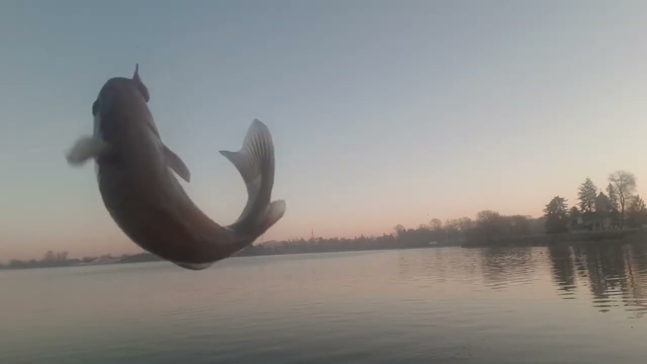 Super  pescuit  la varga  !