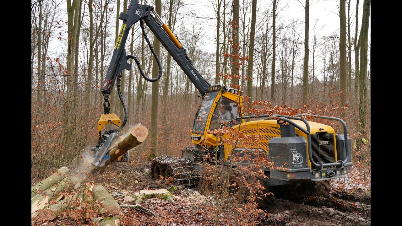 🌲*Dicke Buchen* WFW Ecolog 688F & Zuf&auml;ller &bull; Harvester & Chinsaw &bull; DroneView &bull; Loggingvideo🌲