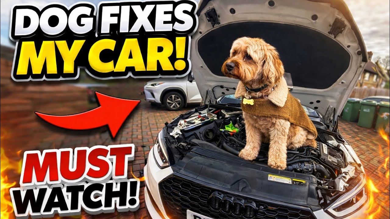 MY AUDI S5 BROKE DOWN… CAN MY DOG FIX IT?
