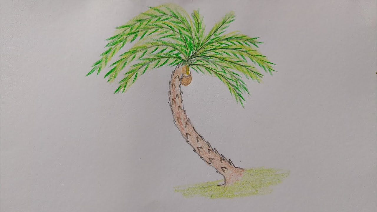 How to draw a date palm step by step drawing art video (very easy)