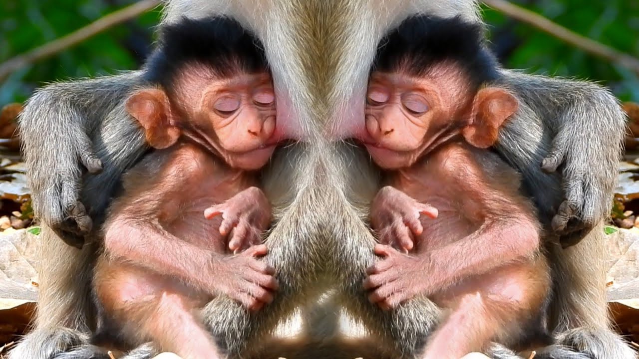 Popular Daily Monkey Wildlife, Baby Gettie Tried Hard to Hug Mom Getta Drink Milk in Forest