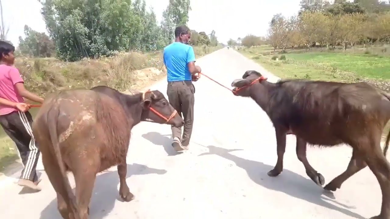 Sab log a gaye naher pe #new #trending #vairaalvideo 🌴👍
