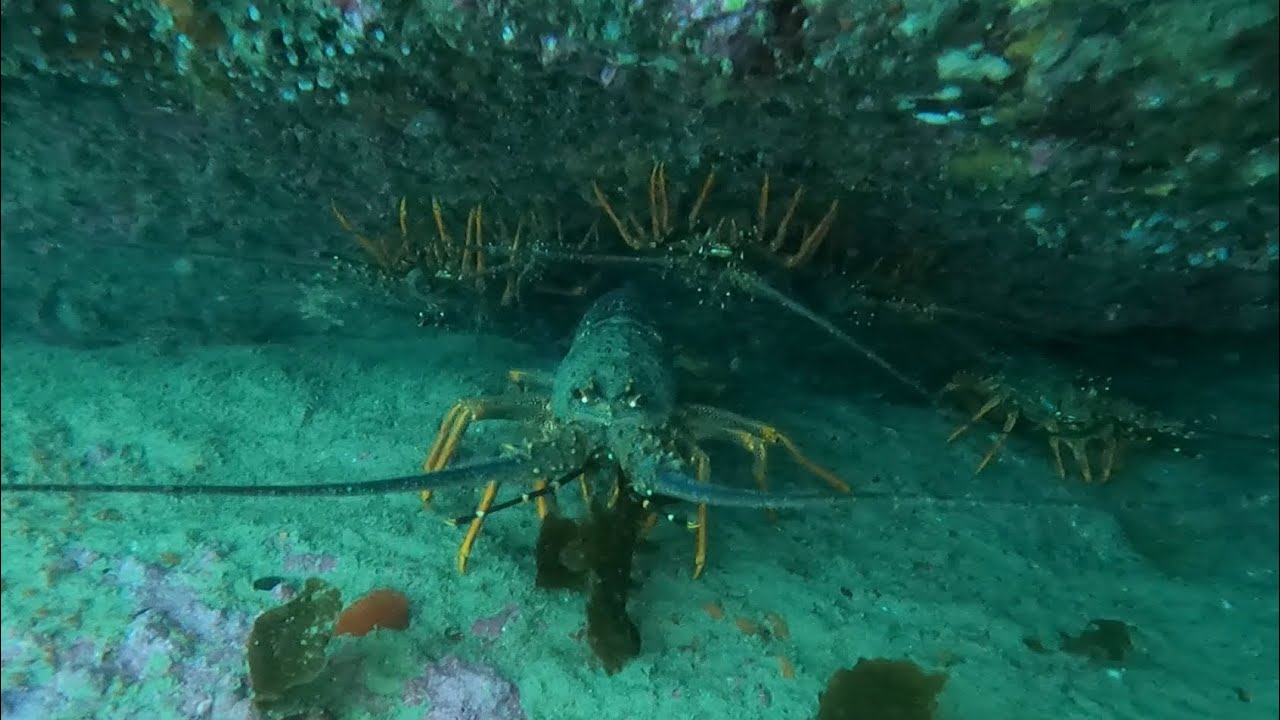 Diving Mercury Islands NZ. BIG CRAYFISH & MORE !!