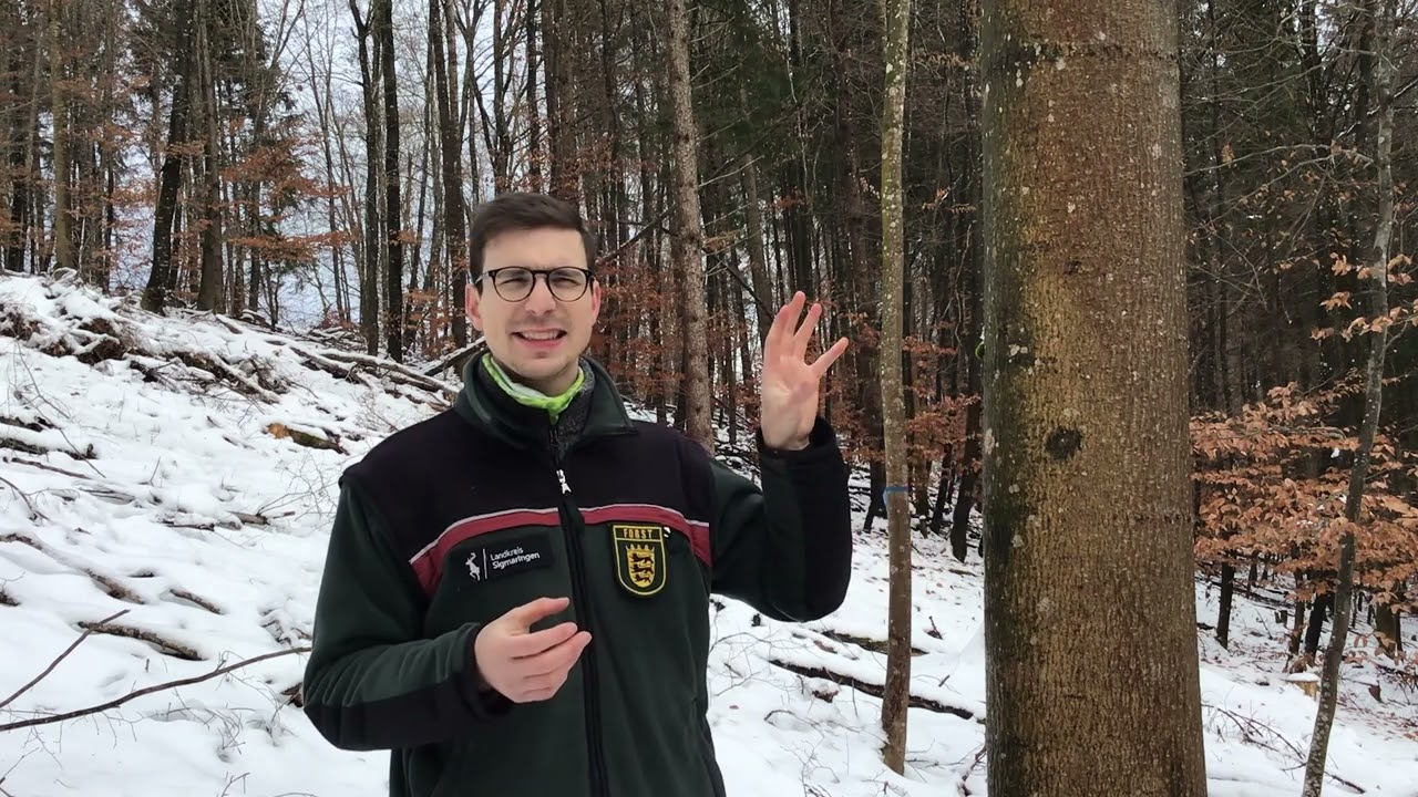 Baumartenpfad Leibertingen - SPITZAHORN