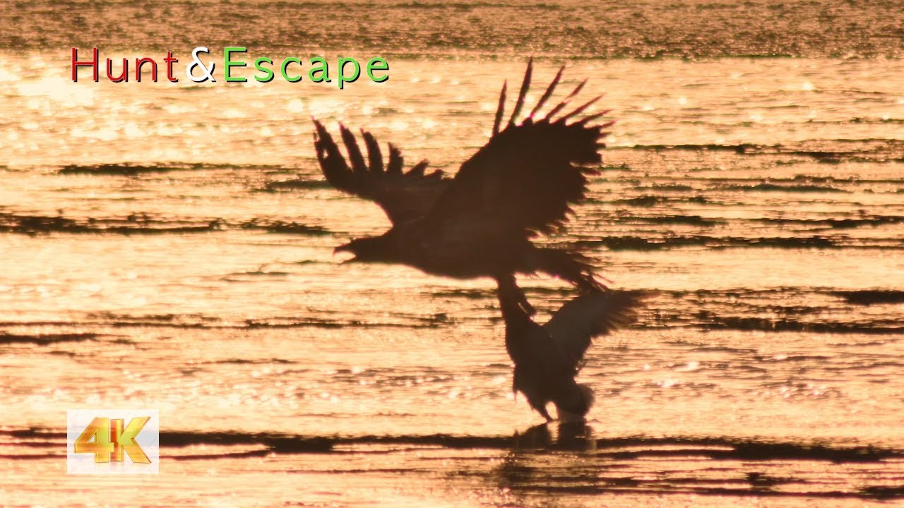 Hunt & Escape - Survival Moments, White-tailed sea eagle & mallard