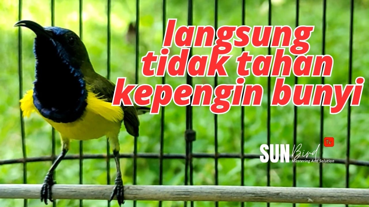 PANCINGAN SOGON GACOR MEMANGGIL LAWAN‼️Pancingan SOGON agar Emosi # PART 271