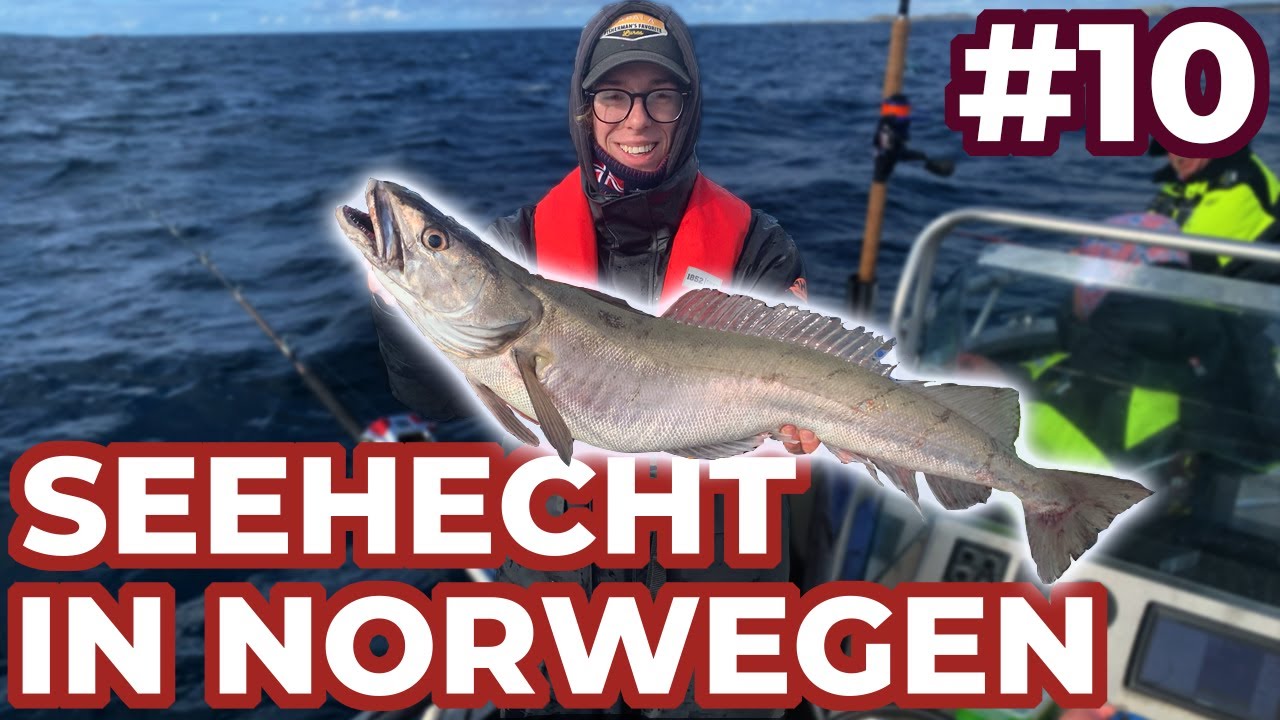 Leng und Seehecht in Norwegen  - ANGELVLOG #10