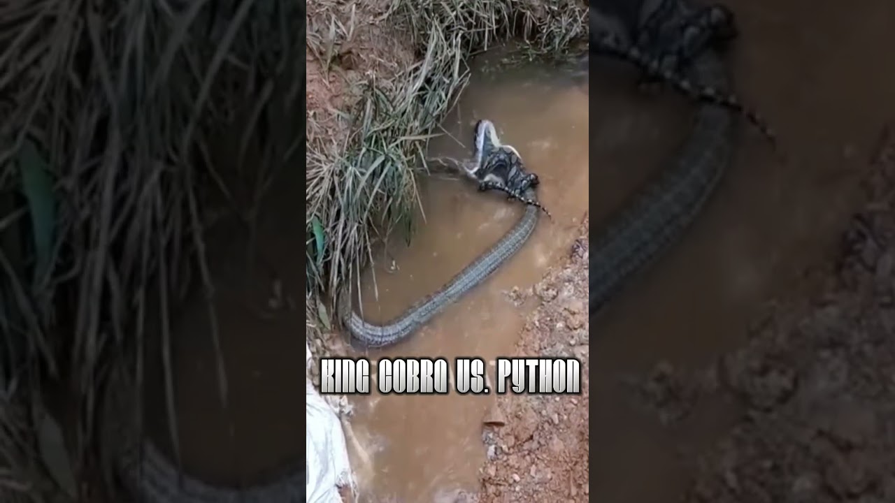 king cobra vs. python