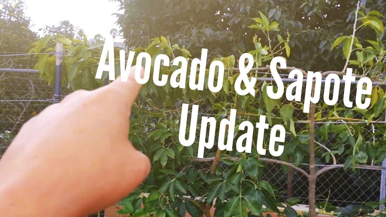 Avocado & Sapote Update 02-28-15 (High Density Espalier Gardener)