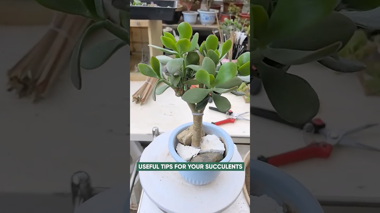 How to Grow Jade Plant from Cuttings: Step-by-Step Guide