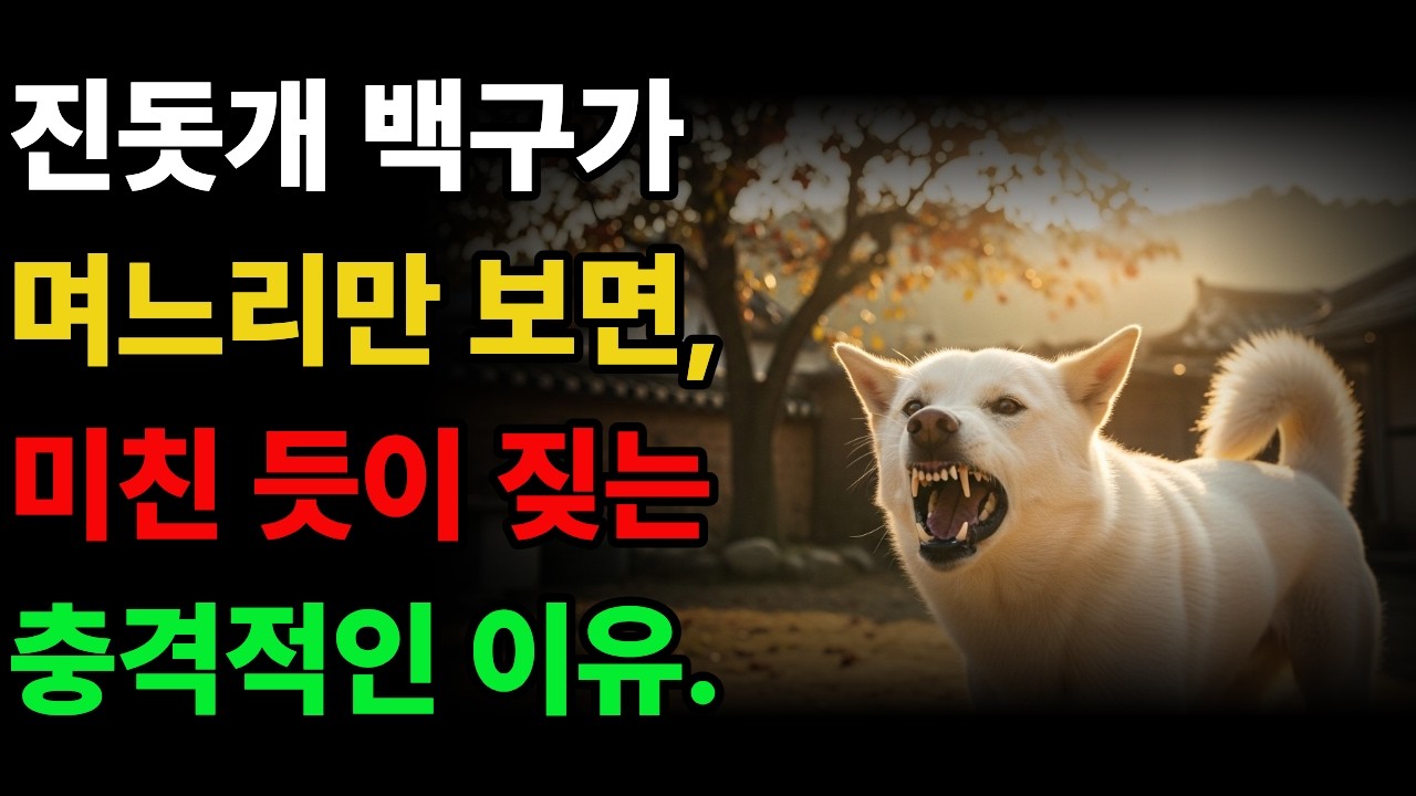 늙은 진돗개 백구가 며느리만 보면 미친듯이 짖어대는 충격적인 이유...  #진돗개사연 #백구 #강아지 #노후사연 #황혼사연 #이야기 #오디오북