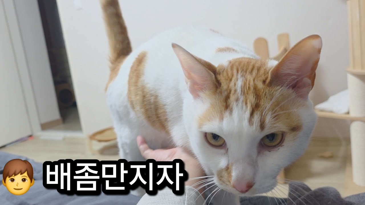 고양이 배만지작만지작