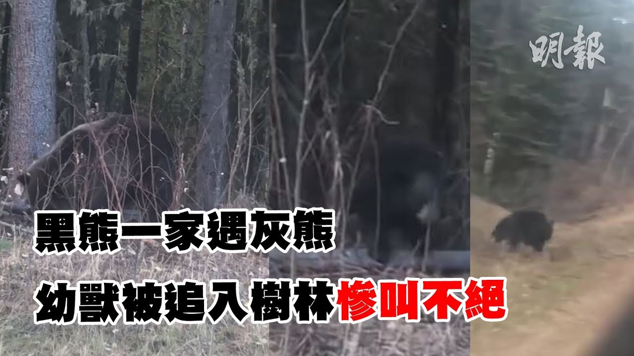 黑熊一家遇灰熊　幼獸被追入樹林慘叫不絕 (2018.10.29) | MING PAO CANADA | MING PAO TORONTO