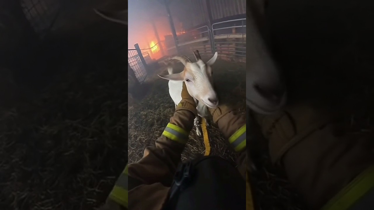 boar goat rescue-A lesson in emergency response 
