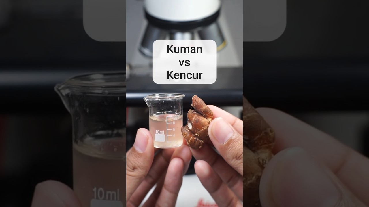 Reaksi kuman saat terkena kencur #mikroskop #mikroba #kuman #kencur #wadahkotak