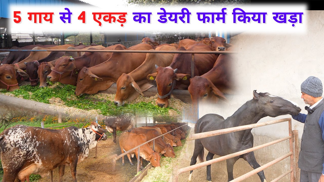 सबसे बड़ा 😱 फार्म साहीवाल नस्ल का || Largest Farm of Sahiwal cow Dairy Farm Farming Leader
