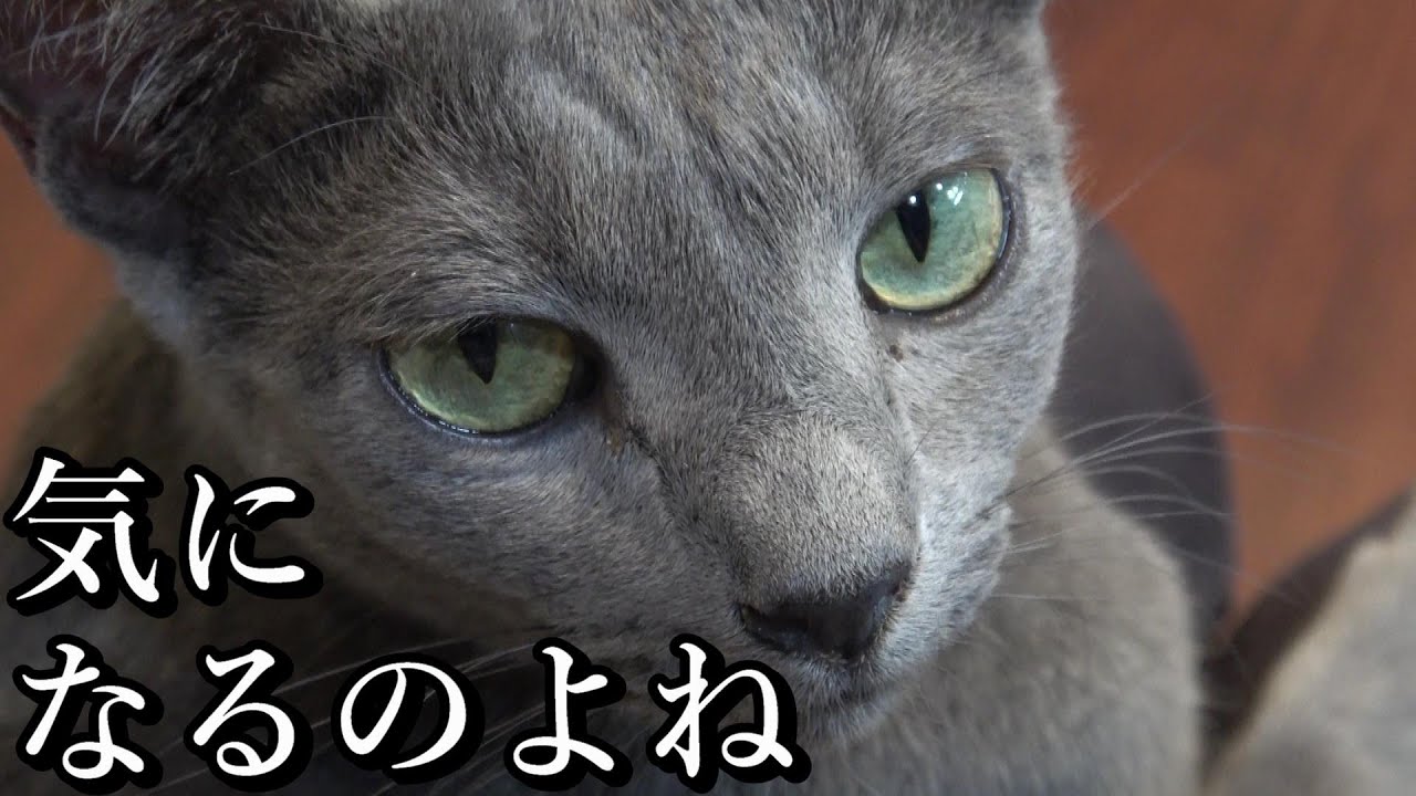 【愛が重い】保護猫カフェ「ニャーニャの森」に行ってみた（兵庫/神戸）