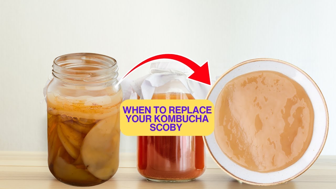 The 5 Signs To Know When To REPLACE Your KOMBUCHA Scoby
