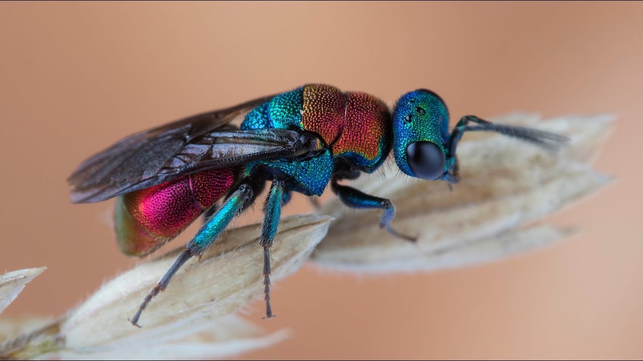 Mes secrets macrophoto - Comment utiliser la lumière naturelle