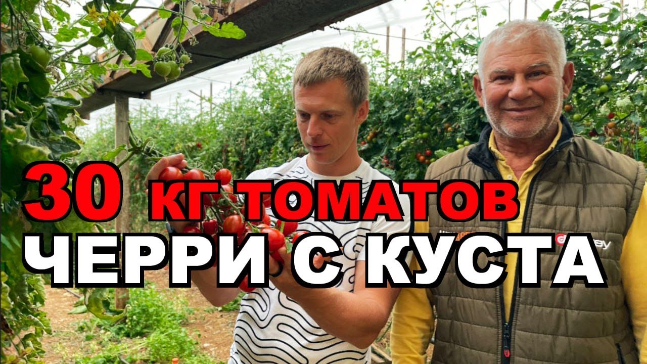 Почему в Турции с одного куста собирают мешок томатов?