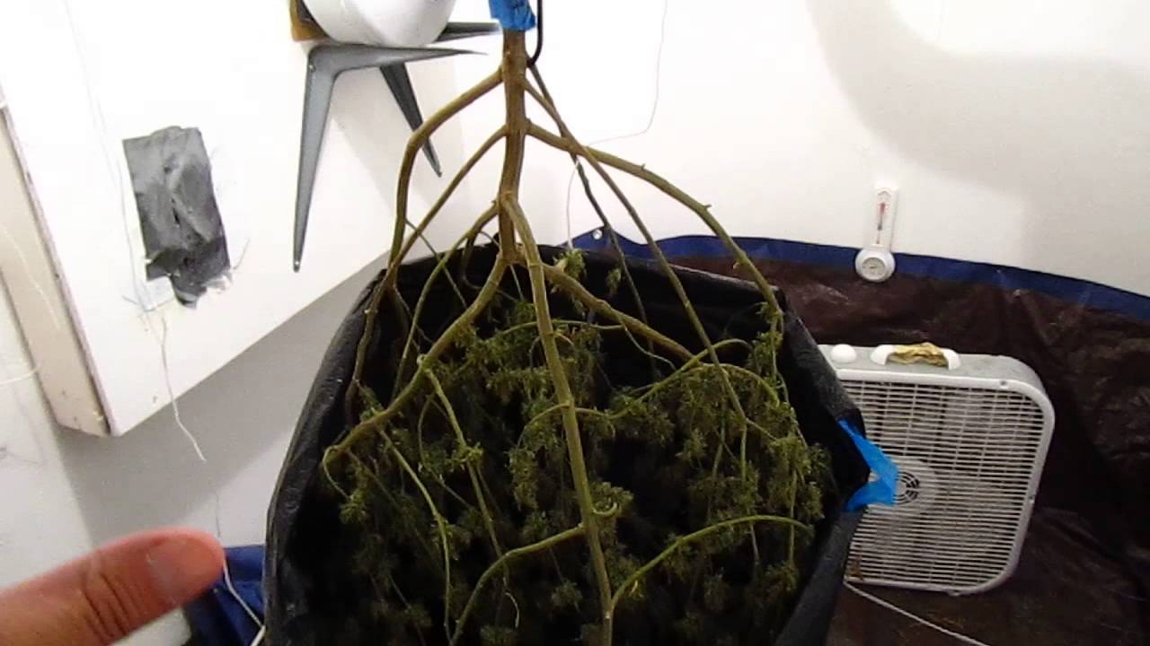 How to Cure and Dry Medical Marijuana Slowly - Using Ed Rosenthal's suggestions
