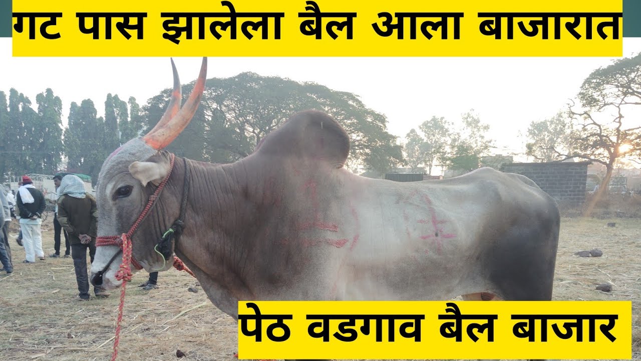 बाजारात आले गटात पळालेले शर्यतीचे खोंड | पेठ वडगाव बैल बाजार | #बैलबाजार #bailbajar #bailbazar #bail