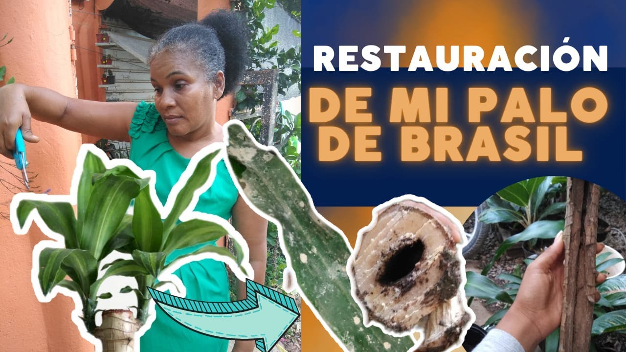 😱Restauración de PALO DE BRASIL || El Rincón de Nora 🌿