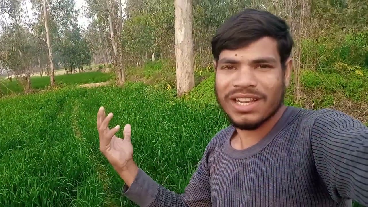 खेतों हरियाली कितनी खूबसूरत होती है#omprakash