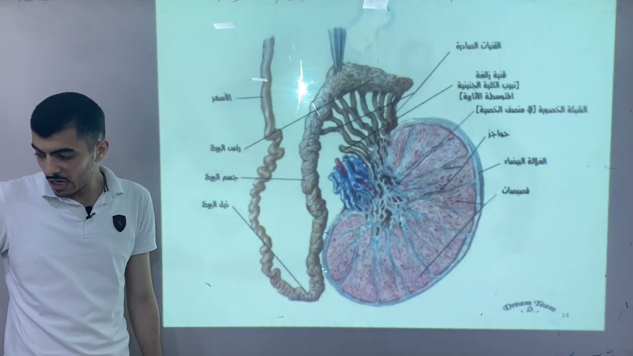 الفصل الثامن | الخصية والبربخ |