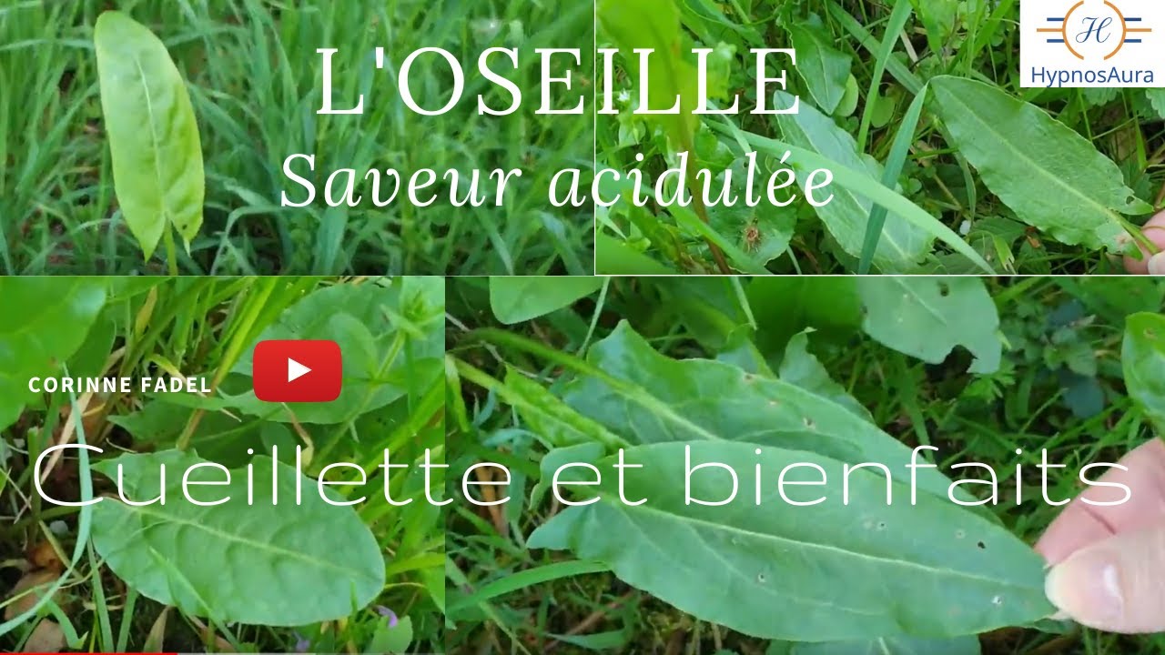 L'OSEILLE - Ses bienfaits th&eacute;rapeutiques - la reconnaitre