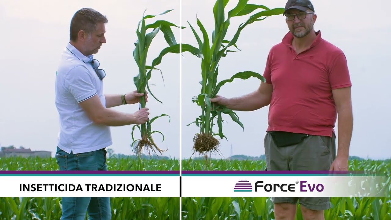 FORCE EVO, protezione e nutrizione tutto in uno per il tuo mais