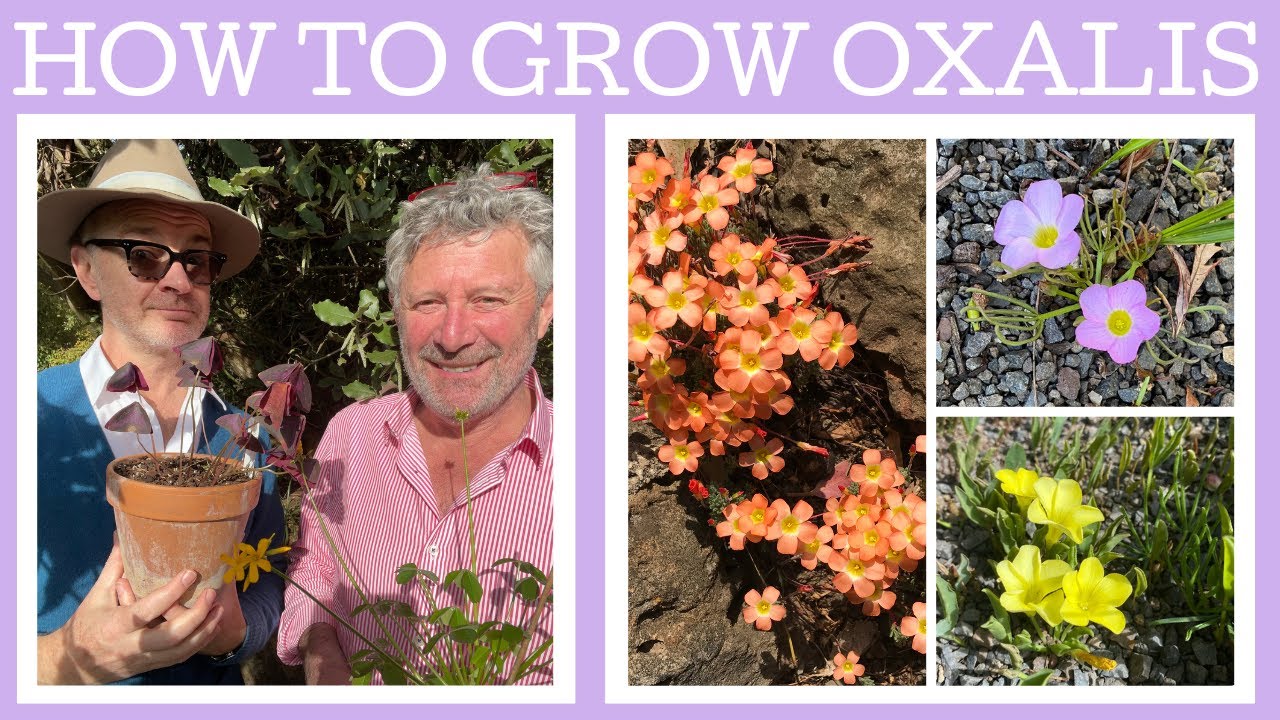 How to grow Oxalis in the garden...don't be frightened!!! These ones aren't thuggish spreaders!!