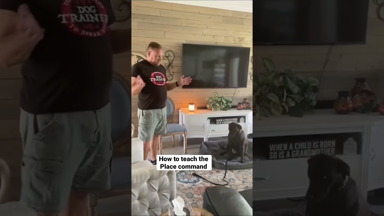 How to teach your dog the Place command