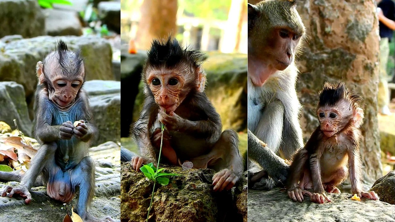 Adorable Jagger baby gets out find food eating very smart and cleverly.