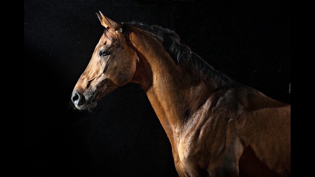 Thunder | Dressage Music Video