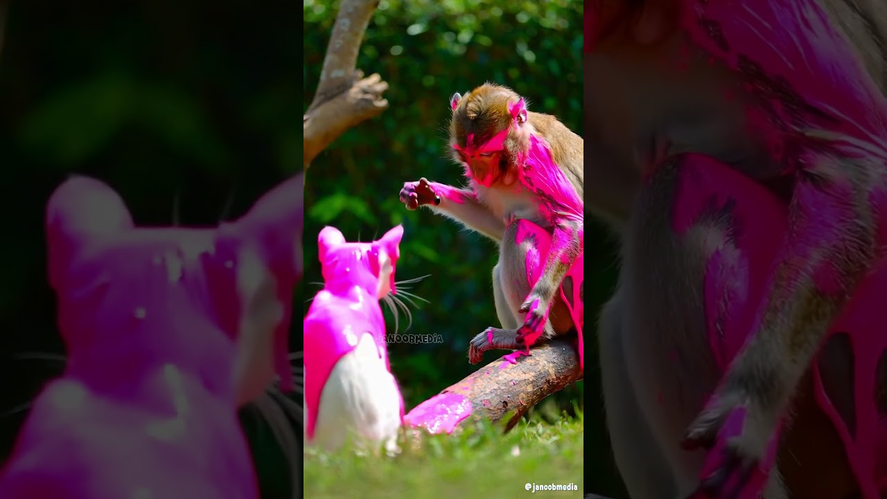 Monkey throws pink ball 😨😨 #viralvideo #shorts #how #cat