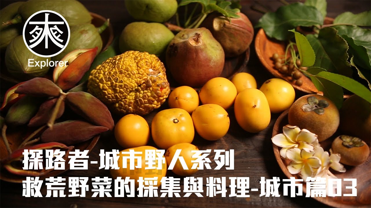 台灣野菜採集與料理03，福木果、麵包果、蘋婆、掌葉蘋婆、茄苳、毛柿、馬拉巴栗，探路者城市野人｜城市篇03