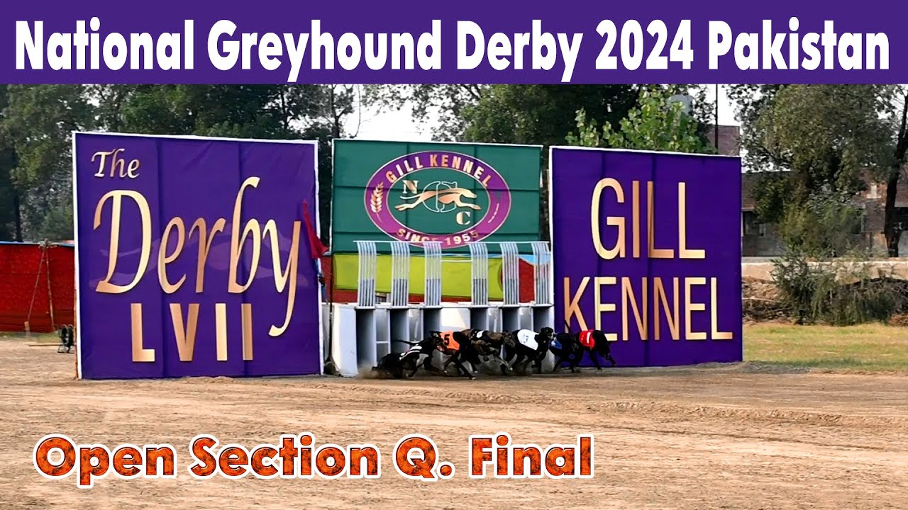 National Greyhound Derby 2024  Pakistan || Open S. Q. Final ||  275m #doglover #greyhound